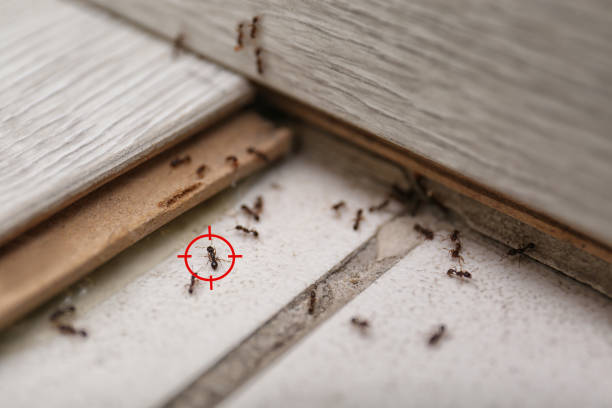 Best Commercial Pest Control Services  in New Kingman Butler, AZ