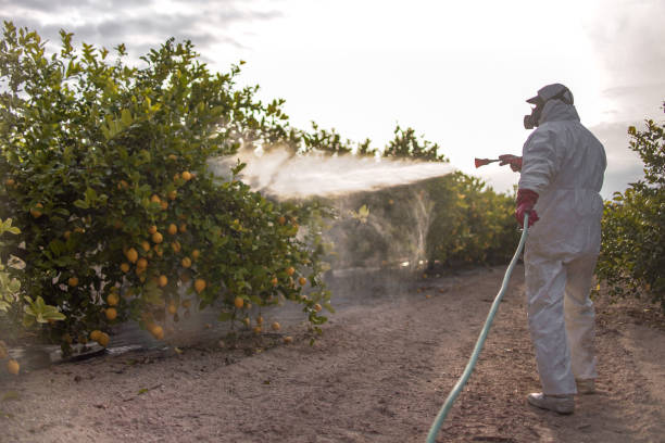 Best Pest Removal Services  in New Kingman Butler, AZ