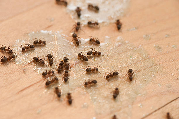Pest Control Cost in New Kingman Butler, AZ