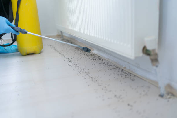 Best Cockroach Control Services  in New Kingman Butler, AZ